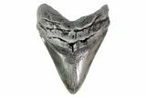 Fossil Megalodon Tooth - South Carolina #154180-1